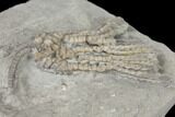 Crinoid (Abrotocrinus) Fossil - Crawfordsville, Indiana #132444-2